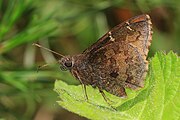 Adult, ventral view of wings.