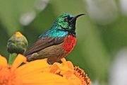 sunbird with green upperparts, red chest, and brown wings and underparts