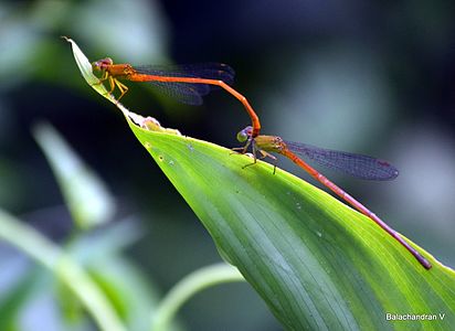 Ceriagrion rubiae (tandem pair)