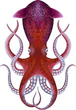 Palaeoctopus