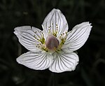 Gröngula staminodier hos Slåtterblomma (Parnassia palustris).