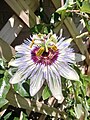 Passiflora caerulea 'Clear Sky', a tetraploid selection of P. caerulea.