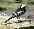 Bergeronnette de Yarrell, Motacilla alba yarrellii.