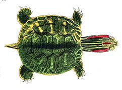 Pseudemys concinna ou Trachemys scripta elegans