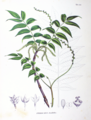 Pterocarya rhoifolia