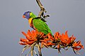 Rainbow Lorikeet