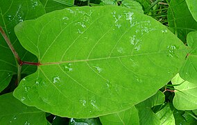 Reynoutria sachalinensis