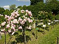 Rosarium Schönbrunn