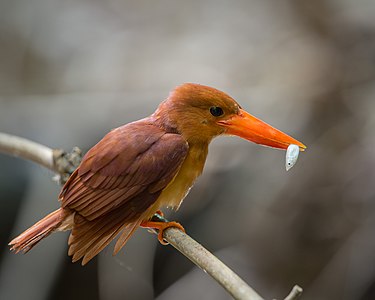 Ruddy kingfisher, by Jason Thompson