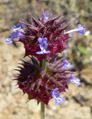 Salvia columbariae