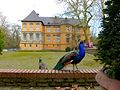 Wasserburg Schloss Rheydt