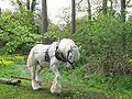 Shire Horse bei der Forstarbeit