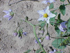 Description de l'image Solanum gourlayi1.jpg.