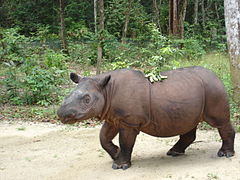 Rhinocéros de Sumatra.