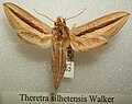 Theretra silhetensis