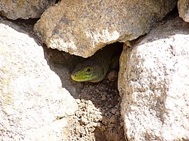 Lézard ocellé dont on ne distingue que la tête dépassant d'anfractuosités de la roche