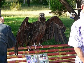 Чёрный гриф в Ташкентском зоопарке. 2007 год