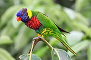 A green parrot with a yellow nape and spots on the legs, a red chest with black-tipped feathers, and a blue-purple face