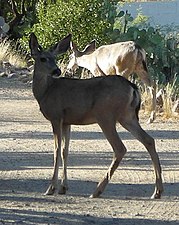 Mule deer