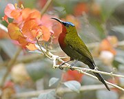 sunbird with greenish-brown body, red throat and chest, and metallic blue crown