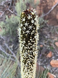 Macro photograph of flower spike