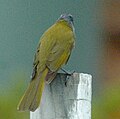 Yellow-throated honeyeater back