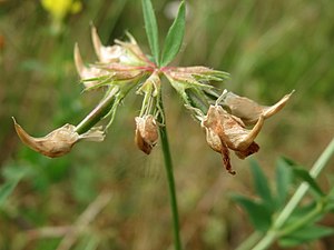 Behornad frukt, som är anledningen till epitetet corniculatus