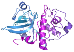 Actinidain (Actinidia chinensis)