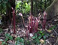 Herbe Aeginetia indica (plante herbacée)