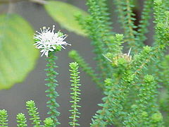Agathosma apiculata