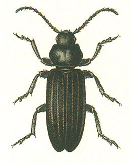 Асемум смугастий (Asemum striatum (Linnaeus, 1758))