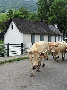 Photographie de vaches.