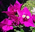 True flower of B. glabra (in pale yellow) surrounded by bright magenta-colored bracts. A wide range of colorations exists.