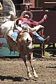 Bareback bronc.