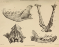 Jaws and cranium from Kent's Hole, Torquay (now in British Museum) and Wookey Hole (now in Taunton Museum).