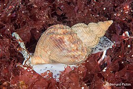 B. undatum (Skjerstad Fjord, Bodø, Norvegia)