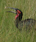 Bucorve du sud (oiseau).