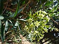 Close-up of willow-like leaves and greenish flowers