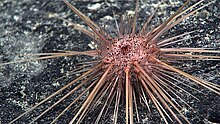 "Caenopedina cf. hawaiiensis" seen off Hawaii by NOAA Okeanos Explorer mission