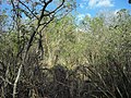 Vestigios mayas de Calotmul.