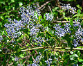 Ceanothus cyaneus