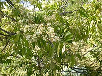 Clausena anisata, plante-hôte