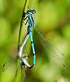 Coenagrion puella