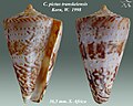 Conus pictus transkeiensis Korn, W. 1998