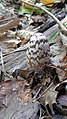 Coprinus picaceus