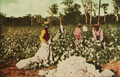 Image 41913 cotton harvest in East Texas (from History of Texas)