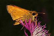 Adult, ventral view of wings.