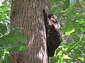 Black morph of a Sunda flying colugo