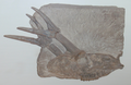 Dicrocerus skull.