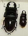 Dorcus titanus